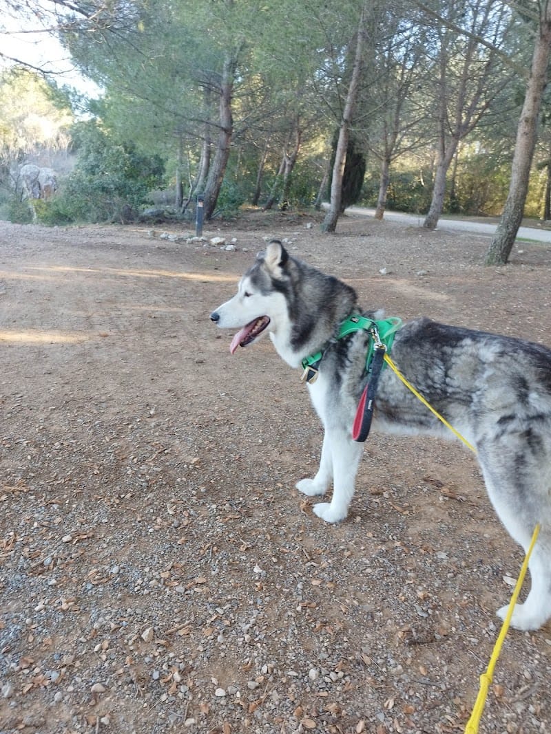 CAR'ANIMOS — dogsitter à Montpellier