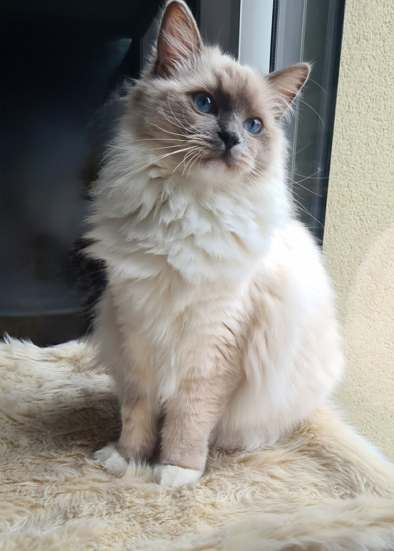 Castel Pets | Pet-sitter | Chatterie Ragdoll De Castel Breizh | Visite à domicile | Chateaugiron | Rennes & alentours — dogsitter à Cesson-Sévigné