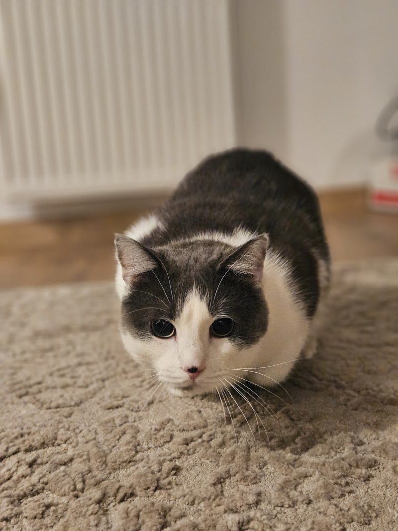 Cats and Dogs by Marie — dogsitter à Colmar