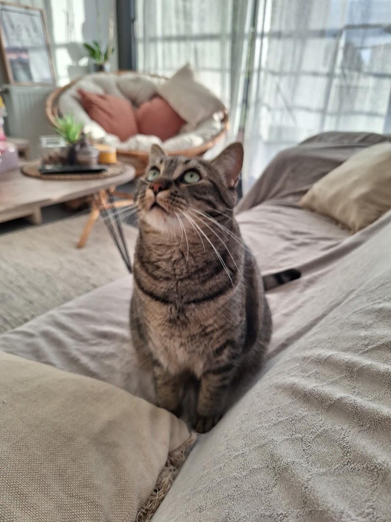 CatSweetHome — dogsitter à Rennes