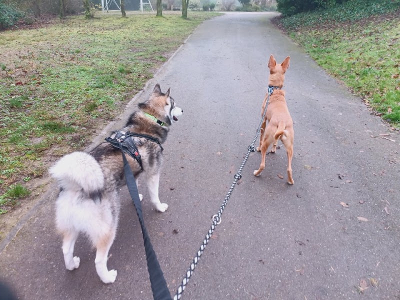 Cécile Petsitter et photographe animalier — dogsitter à Toulouse