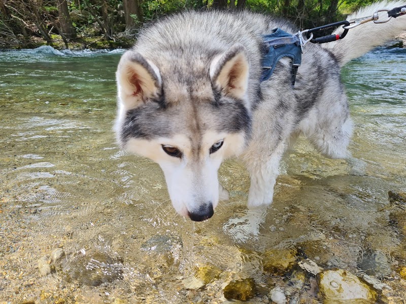 Celia Pet'Sitting — dogsitter à Nice