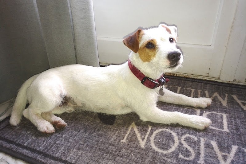 centre canin de la bruyère de jade — dogsitter à Roanne