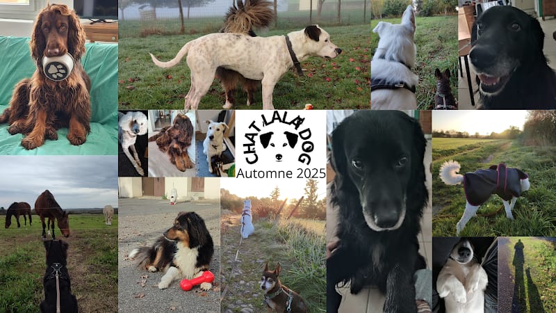 Chatlaladog — dogsitter à Guichen