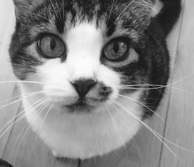 Chatman — dogsitter à Lyon