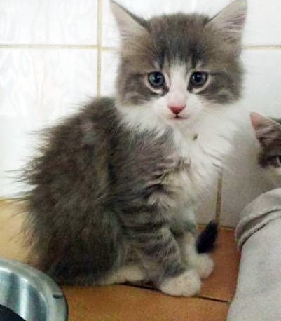 Chats, chiens... et oiseaux, garde d'animaux de compagnie — dogsitter à Toulouse