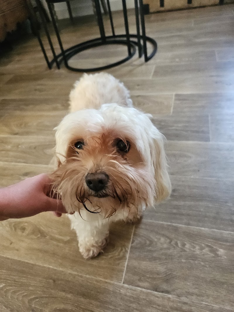 Check Ma Patte — dogsitter à Arras