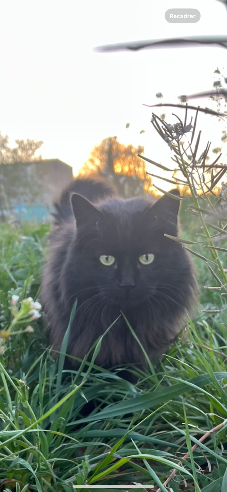 Chez Jean-Lou — dogsitter à Manosque