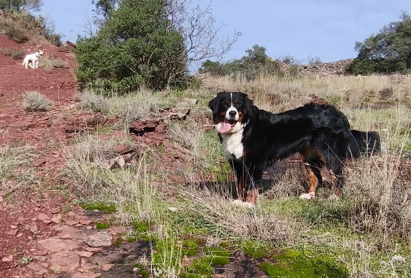 Chez Poils et Pattes — dogsitter à Clermont-l'Hérault