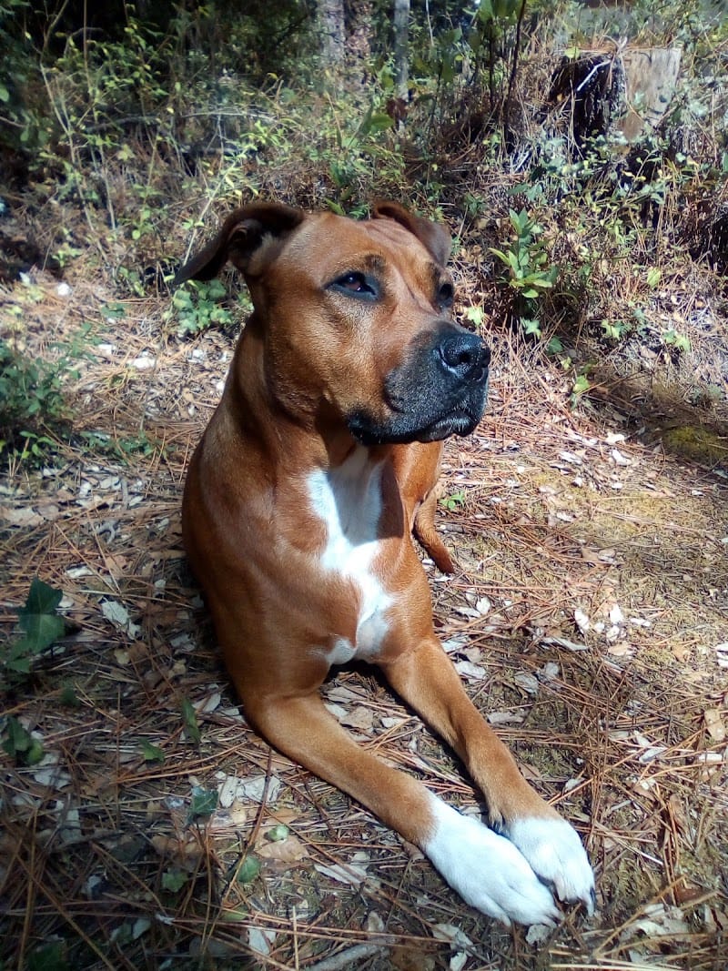 Chien, Chat & Nac — dogsitter à Boulogne-Billancourt