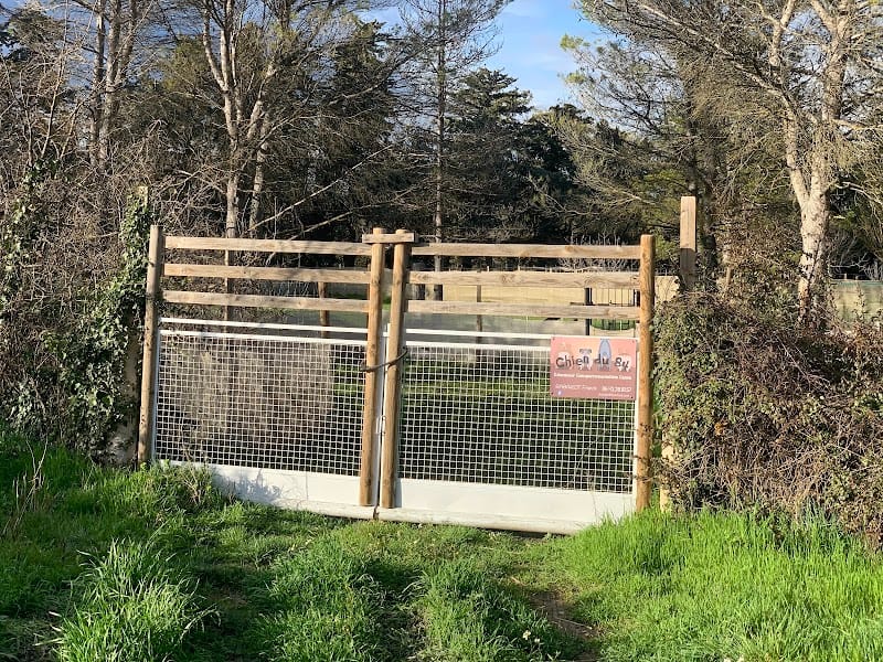 Chien du 84 — dogsitter à Cavaillon