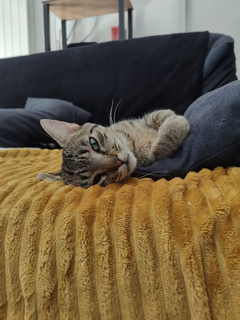 Chill Paws — dogsitter à Lyon