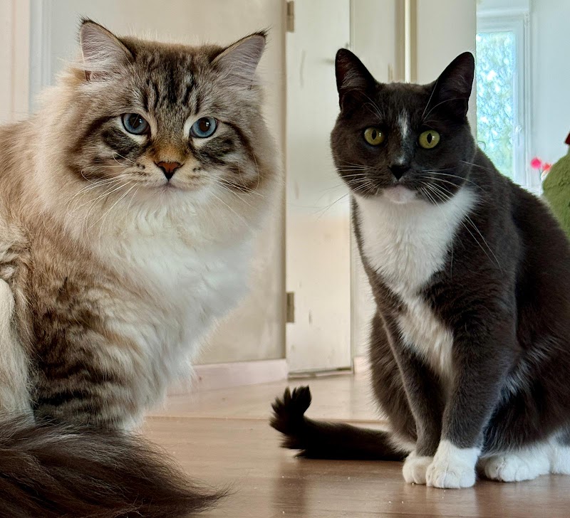 Chris Cats and Co — dogsitter à Rennes