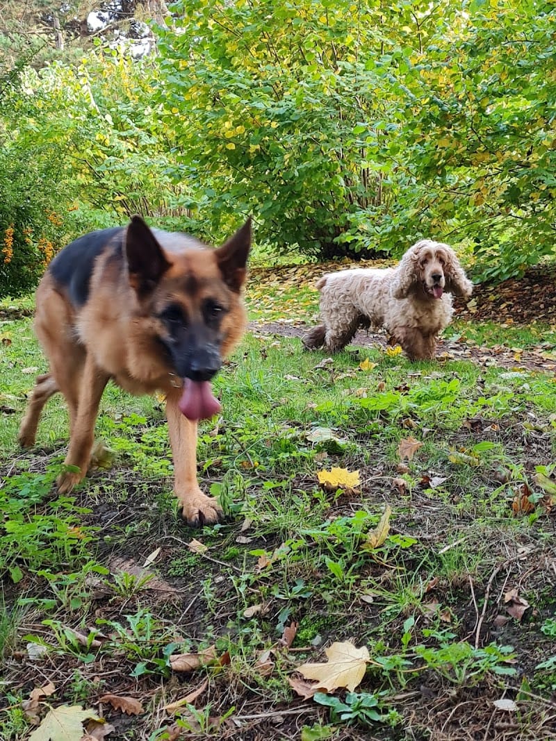 Cindy VENTRELLA / kitty Dog et Compagnie sur Mons en Baroeul — dogsitter à Lille