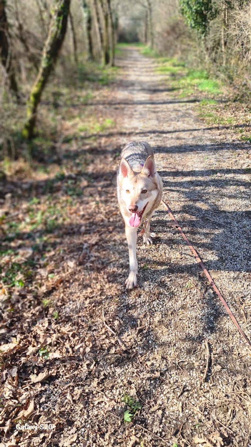 co-animals — dogsitter à Nantes
