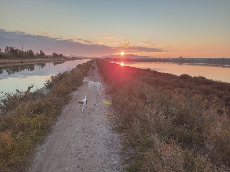 Coa'ch'ien - Vincent Thomas — dogsitter à Sète