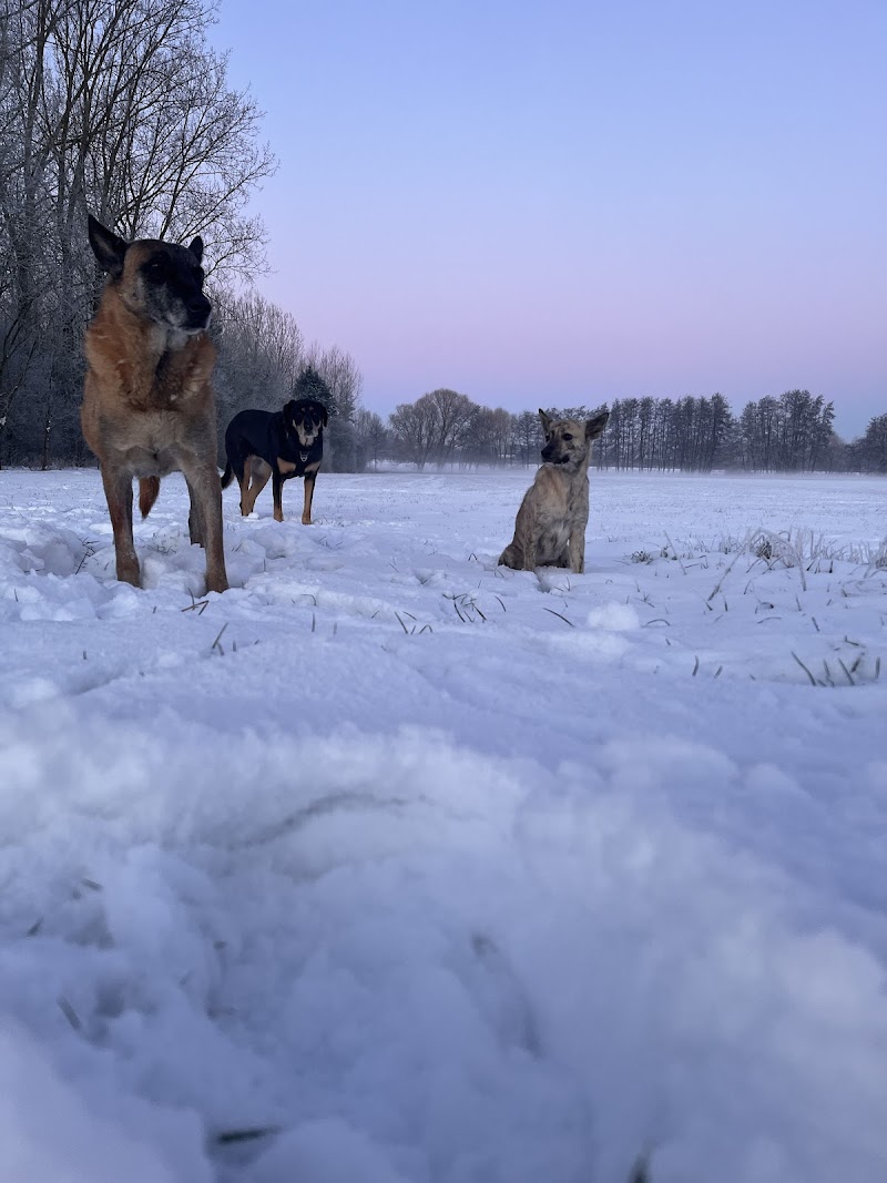 Cocooning Dog — dogsitter à Villeneuve-d'Ascq