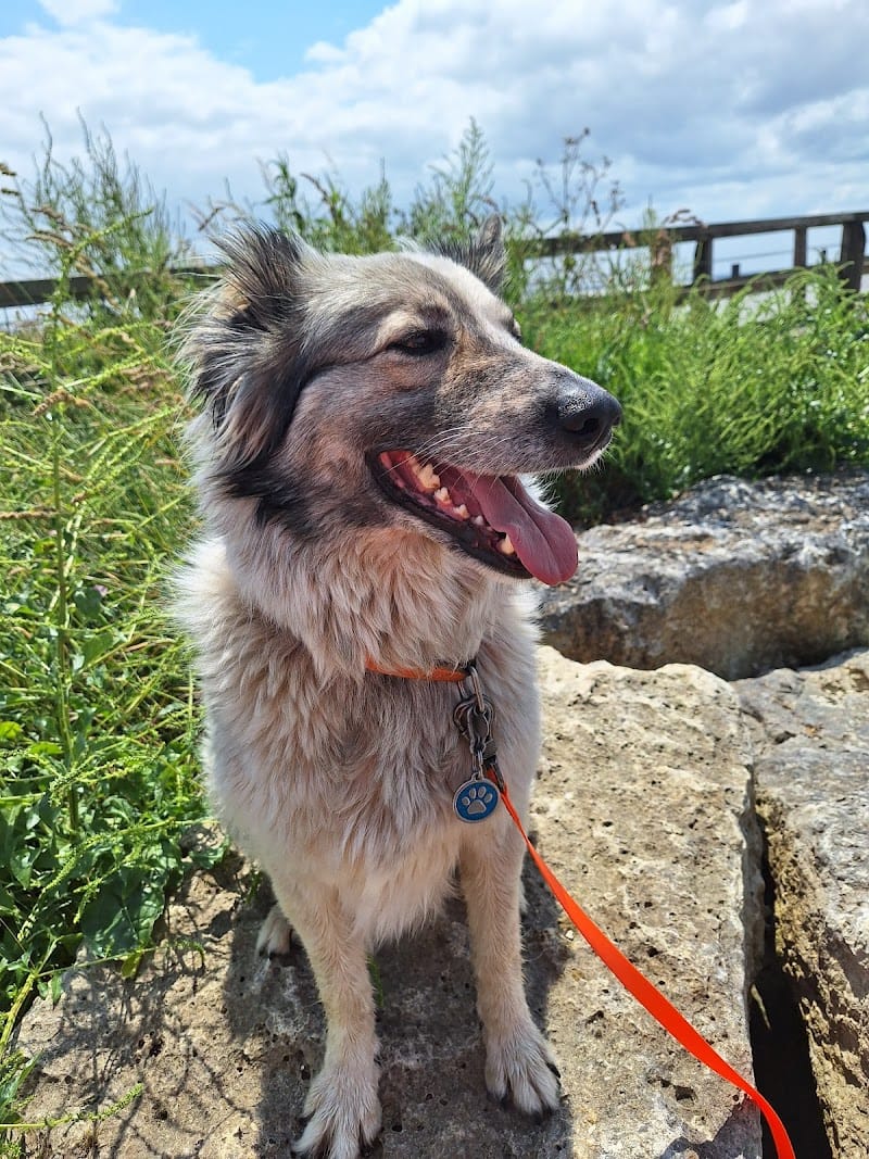 COEURS SUR PATTES — dogsitter à Pons