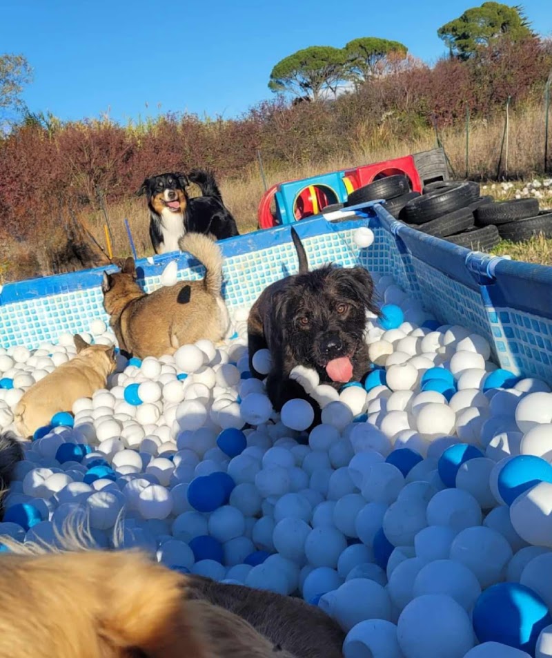 Colonie Licorndog — dogsitter à Saint-Gély-du-Fesc
