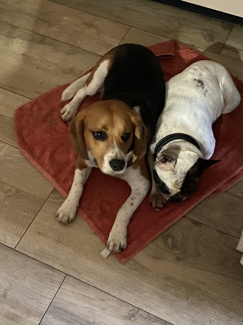 Comme à la maison (Anim Hotel) — dogsitter à Nantes