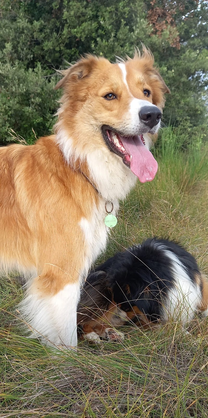 Comme à la Maison — dogsitter à Carcassonne