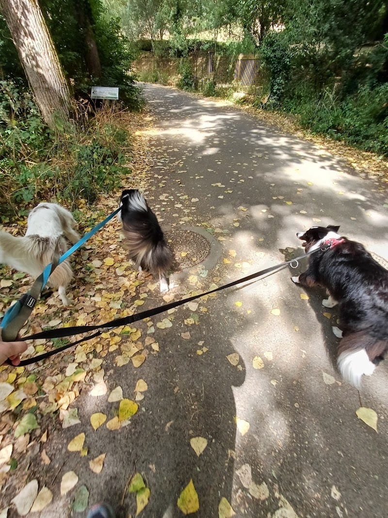 Comme chiens & chats — dogsitter à Nantes