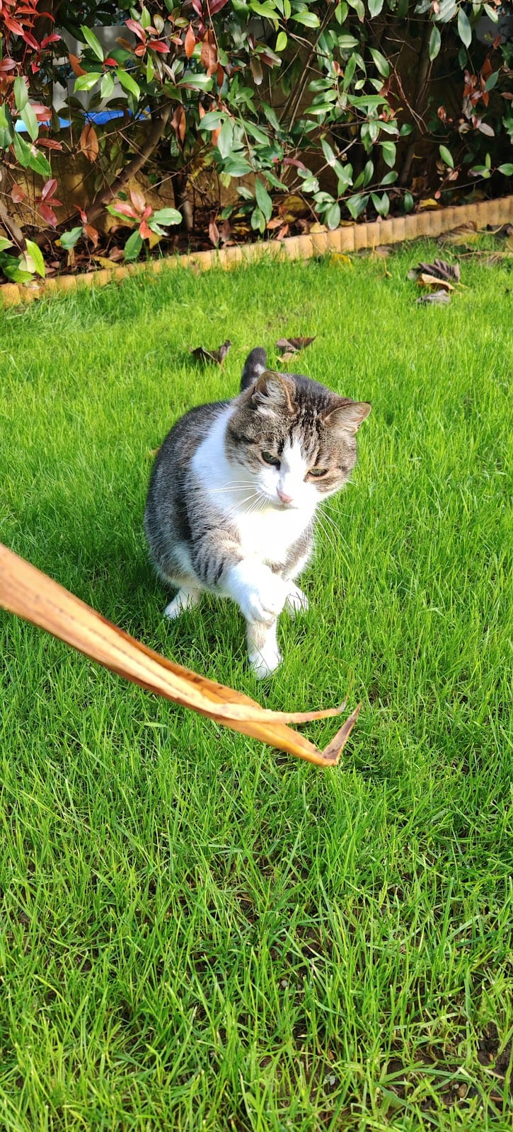 Compagnons à domicile — dogsitter à Agde