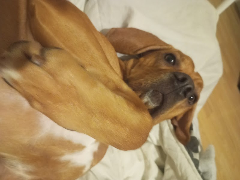 Complices à Quatre Pattes — dogsitter à Mulhouse