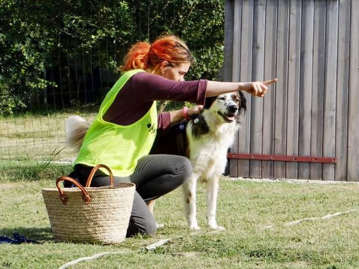 Copain Canin — dogsitter à Rennes