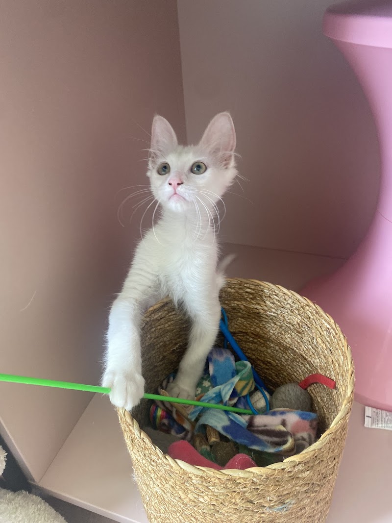 CoraKali, Pet Sitter Professionnelle — dogsitter à Lyon