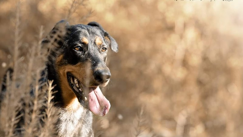 Coup d'Patte — dogsitter à Toulon