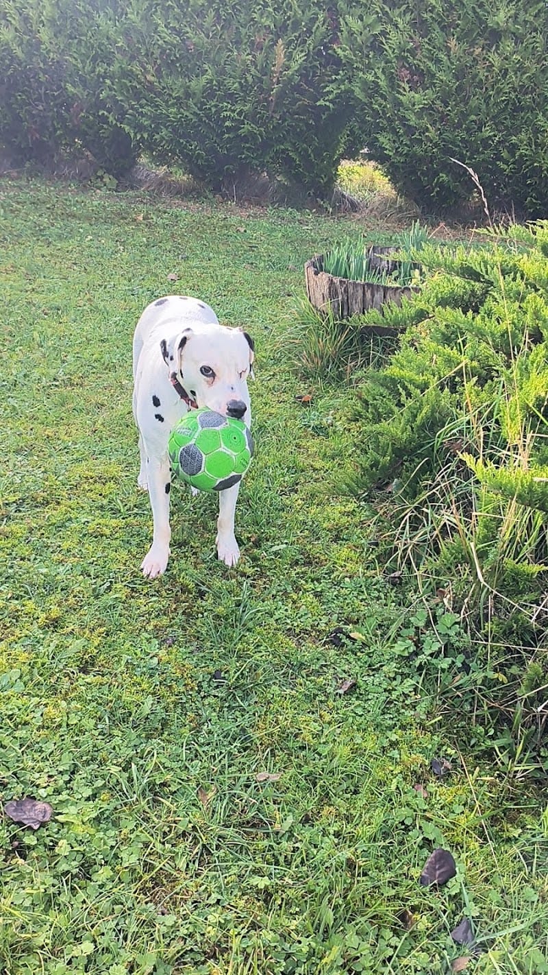 Coup de patte & Cie — dogsitter à Cognac