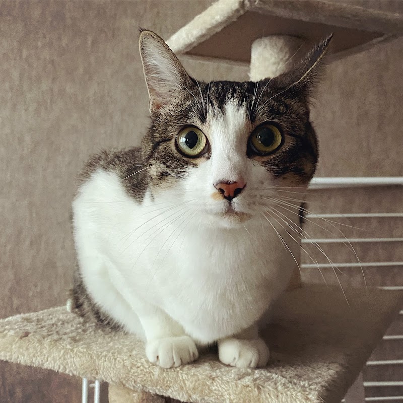 CozyPattes — dogsitter à Lyon