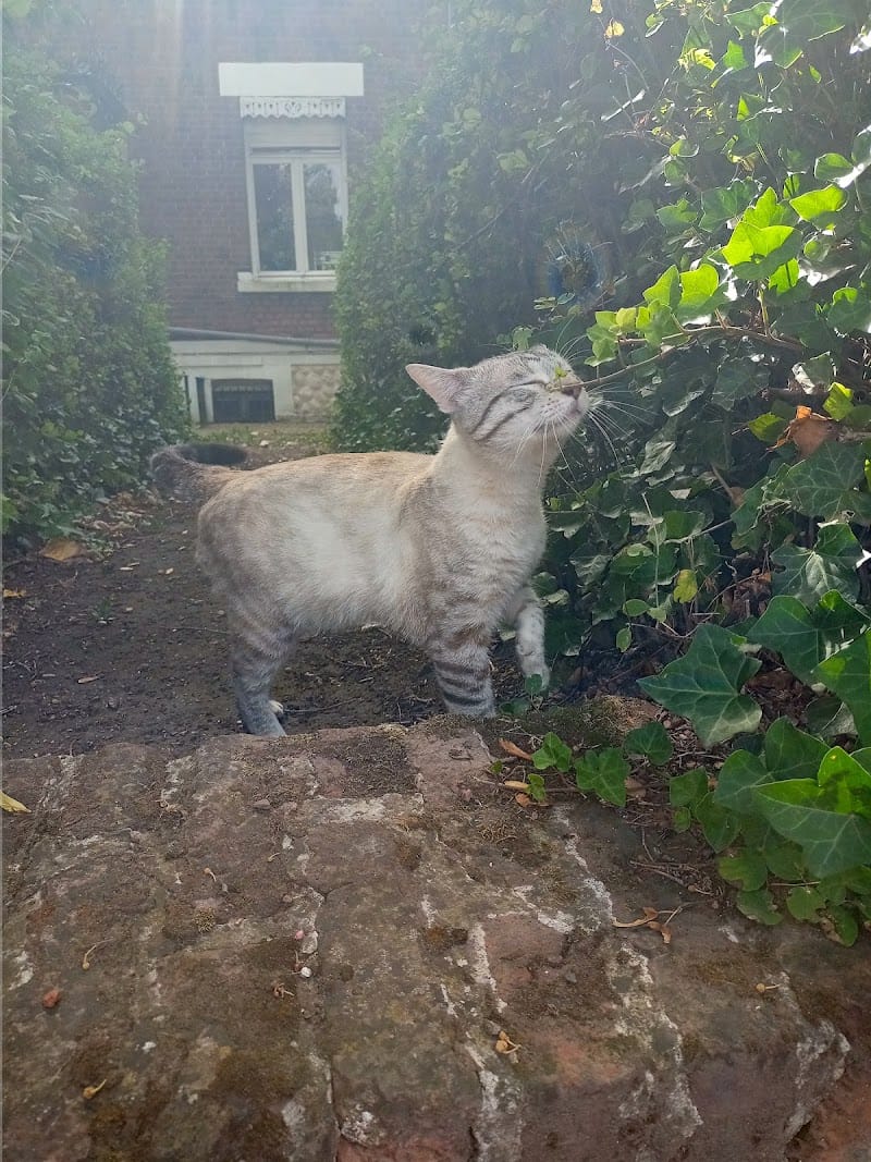 CRAZY KITTEN CREW - Garde de chat à domicile - Nanny Carine — dogsitter à Lens