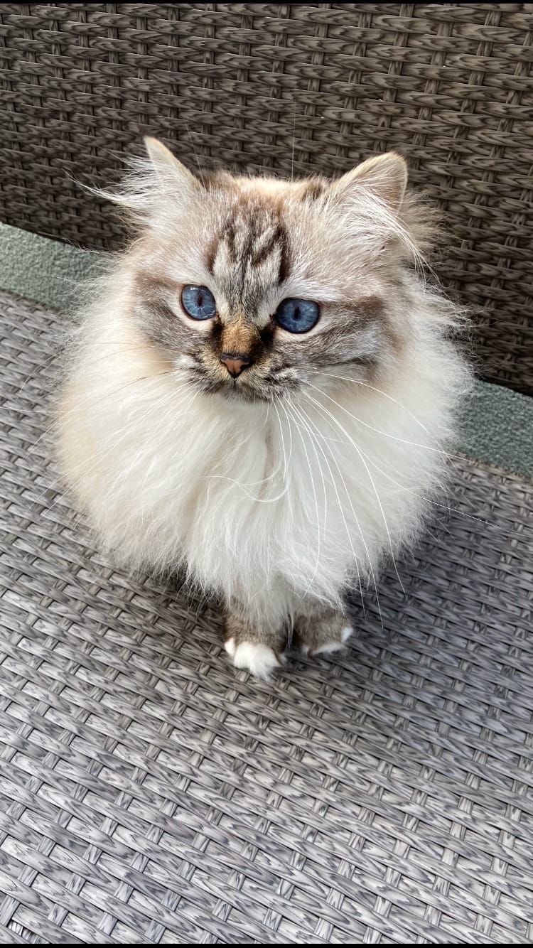 Cyclo pet's pet sitter — dogsitter à Bordeaux