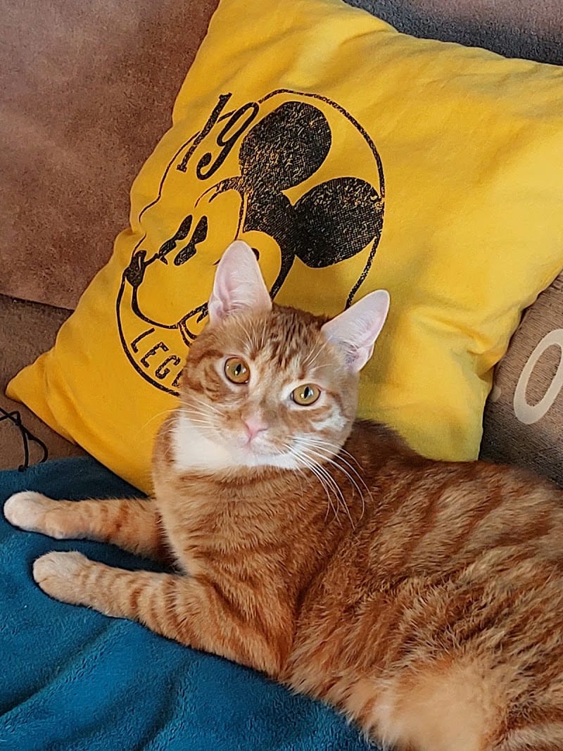 Cycocoon — dogsitter à Lille