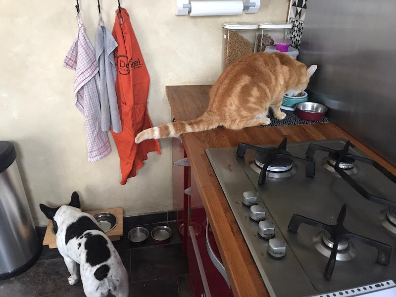 Cyn’acrocs — dogsitter à Ambarès-et-Lagrave