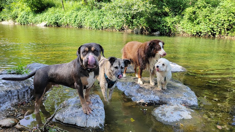 Cyno Complices Pension&Education — dogsitter à Alès