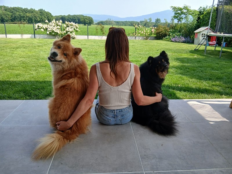 Cynoclan — dogsitter à Annemasse