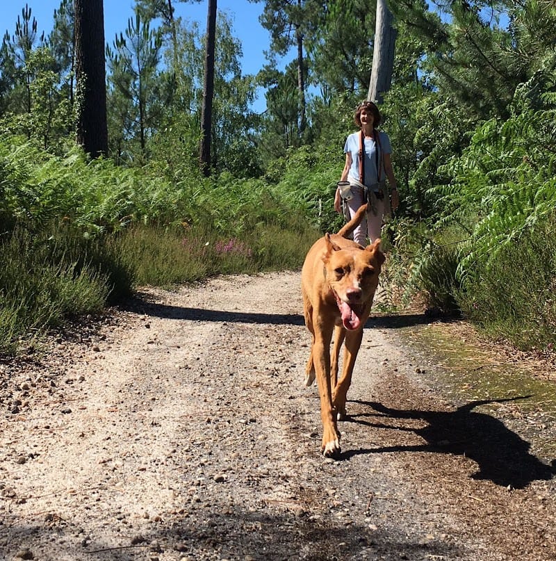 Cynosphère — dogsitter à Bordeaux