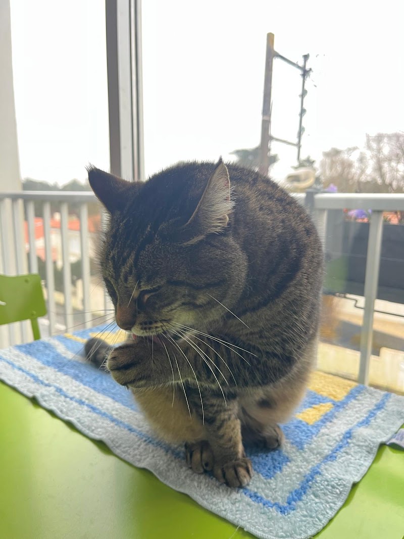 dans chat bulle — dogsitter à Challans