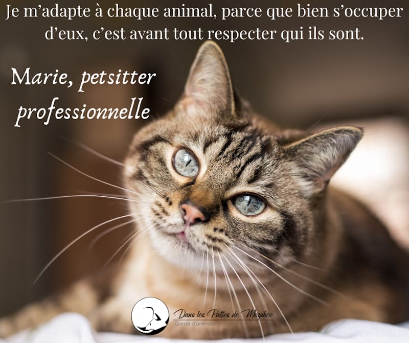 Dans les Pattes de Morphée — dogsitter à Montpellier