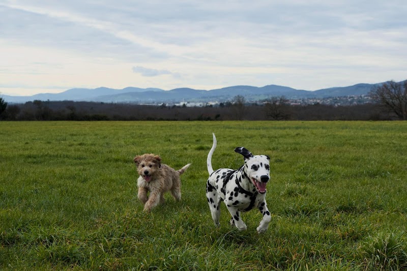 Dardidog — dogsitter à Lyon