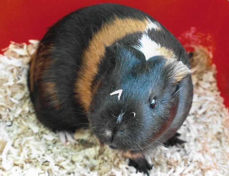 De la garde Onirienne — dogsitter à Saint-Martin-lez-Tatinghem