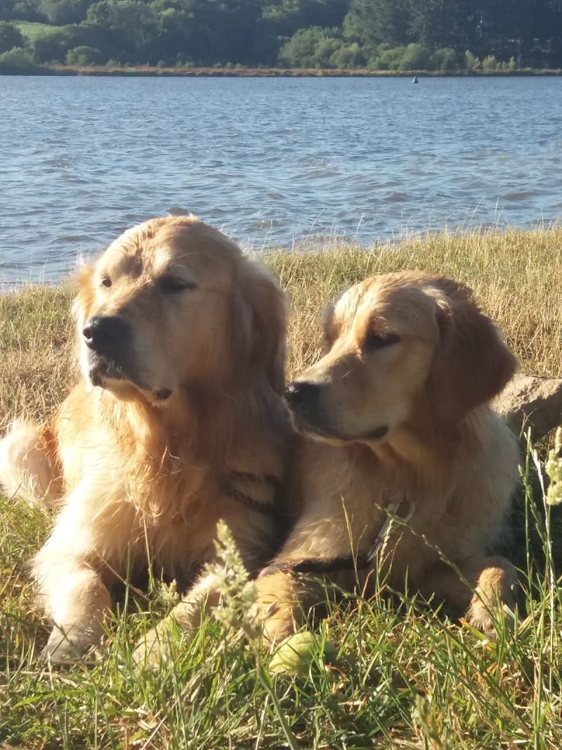 Delph' Services Animaliers — dogsitter à Guérande