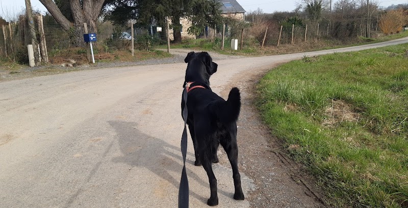 Derval Animaux Services — dogsitter à Bain-de-Bretagne