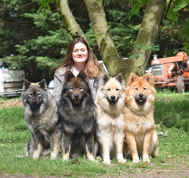 Des Diamants De L'Océan | Élevage familial Eurasier | Pet Sitter/Pension canine familiale — dogsitter à Pons