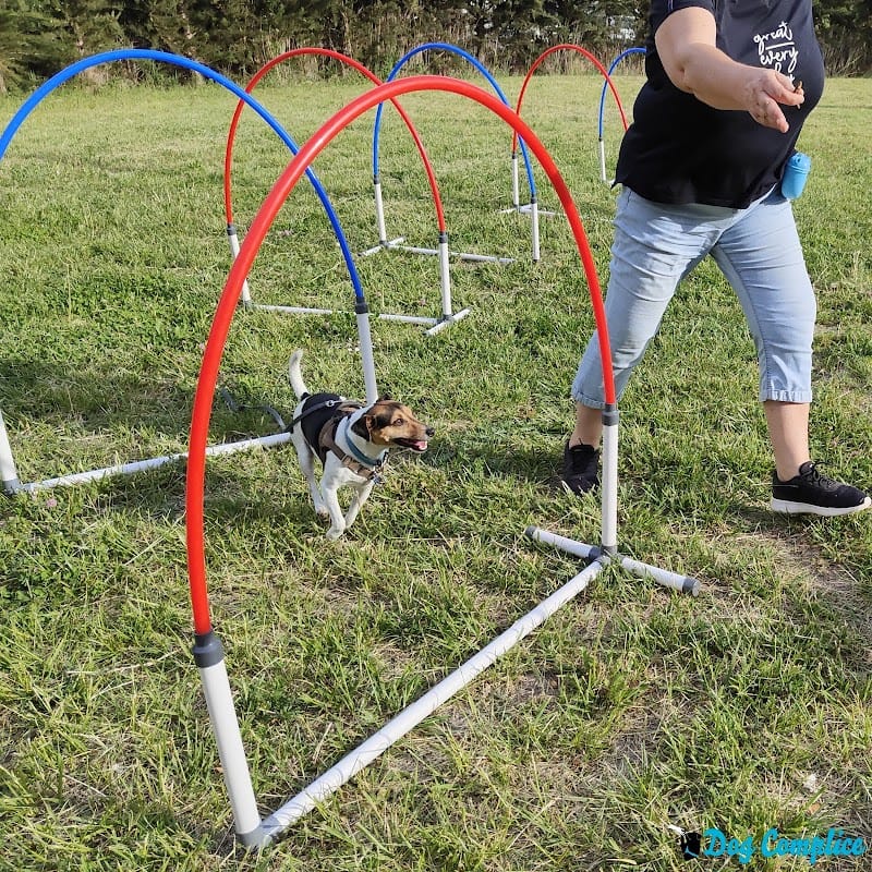 Dog Complice — dogsitter à Carpentras