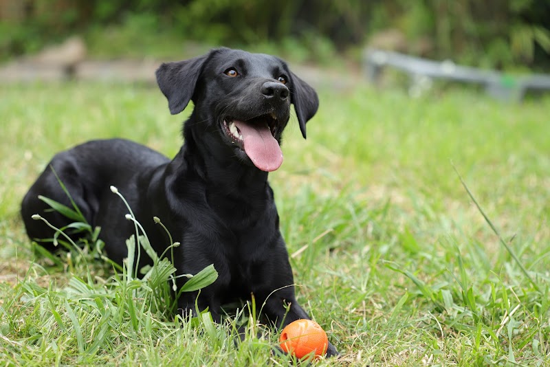 Dog Nose For Science — dogsitter à Montpellier