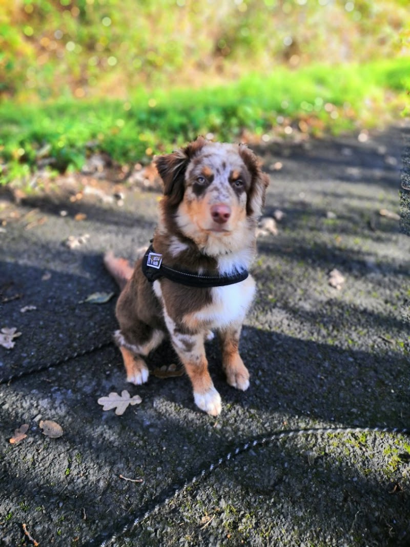 Dog S cool — dogsitter à Lille